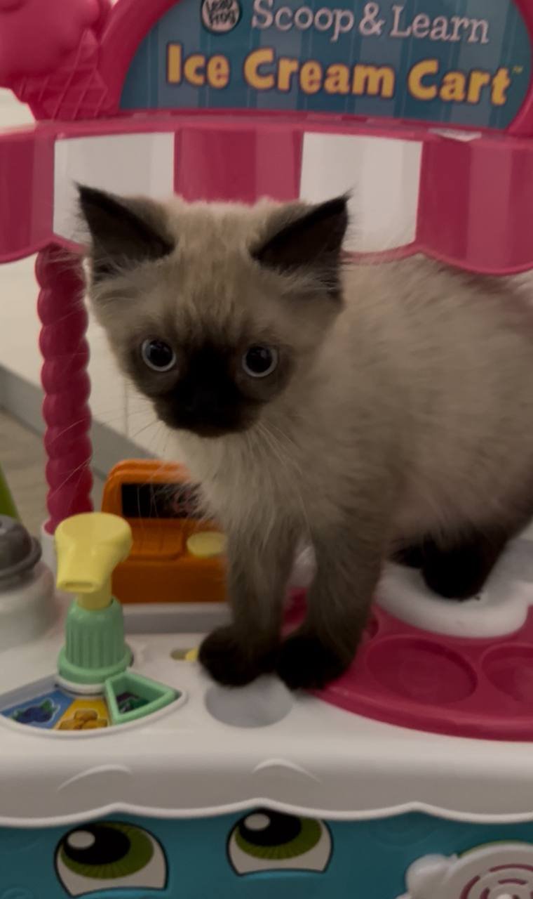 Котенок 3 месяца в добрые руки — Дубай, ОАЭ