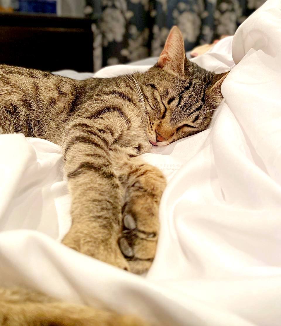 Alfa cat looking for a home (1.5 years) — Tbilisi, Georgia