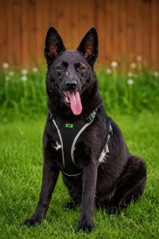 Alice — young active German Shepherd, help needed — Moscow, Russia Alice — young active German Shepherd, help needed — Moscow, Russia