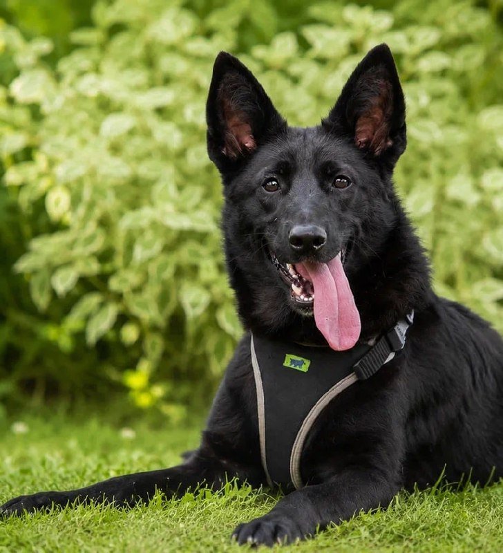 Alice — young active German Shepherd, help needed — Moscow, Russia Alice — young active German Shepherd, help needed — Moscow, Russia