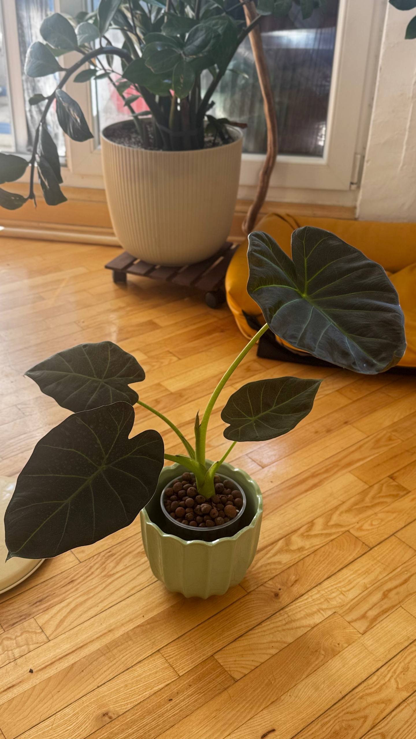 Alocasia Regal Shields in leca — Belgrade, Serbia