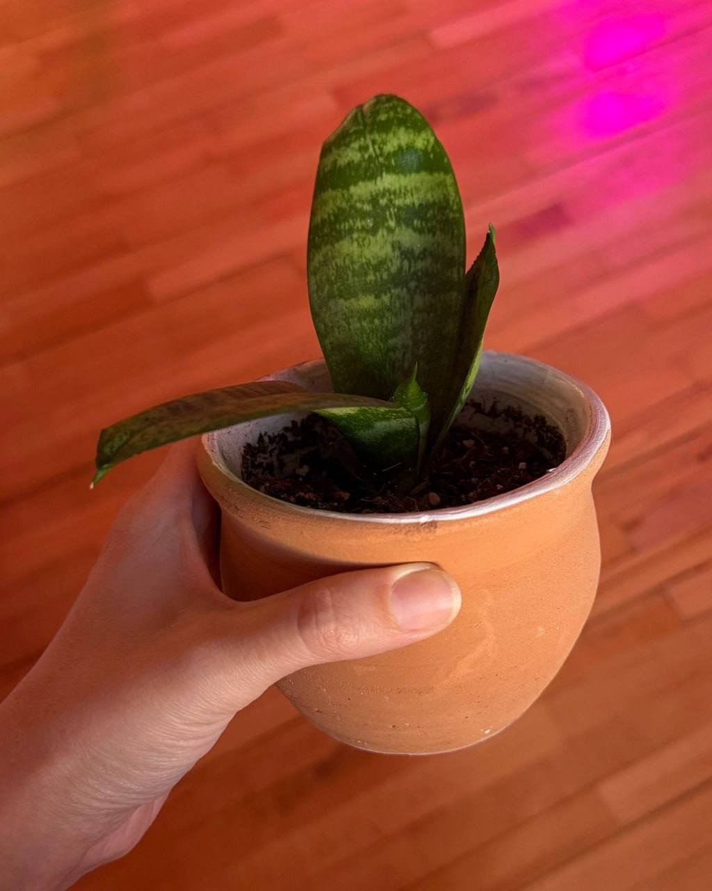 Baby sansevieria in ceramic pots — Tbilisi, Georgia Baby sansevieria in ceramic pots — Tbilisi, Georgia
