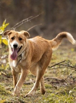 Baloo dog looking for a home (Moscow, MO) — Moscow, Russia