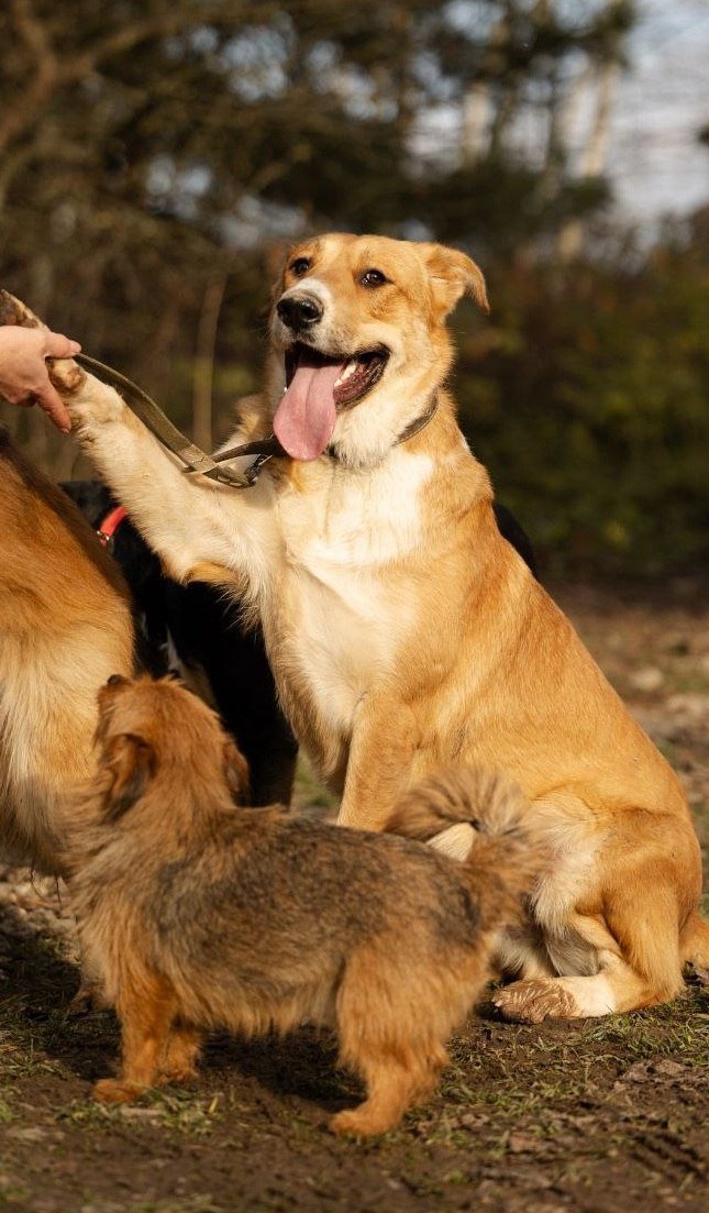 Baloo dog looking for a home (Moscow, MO) — Moscow, Russia