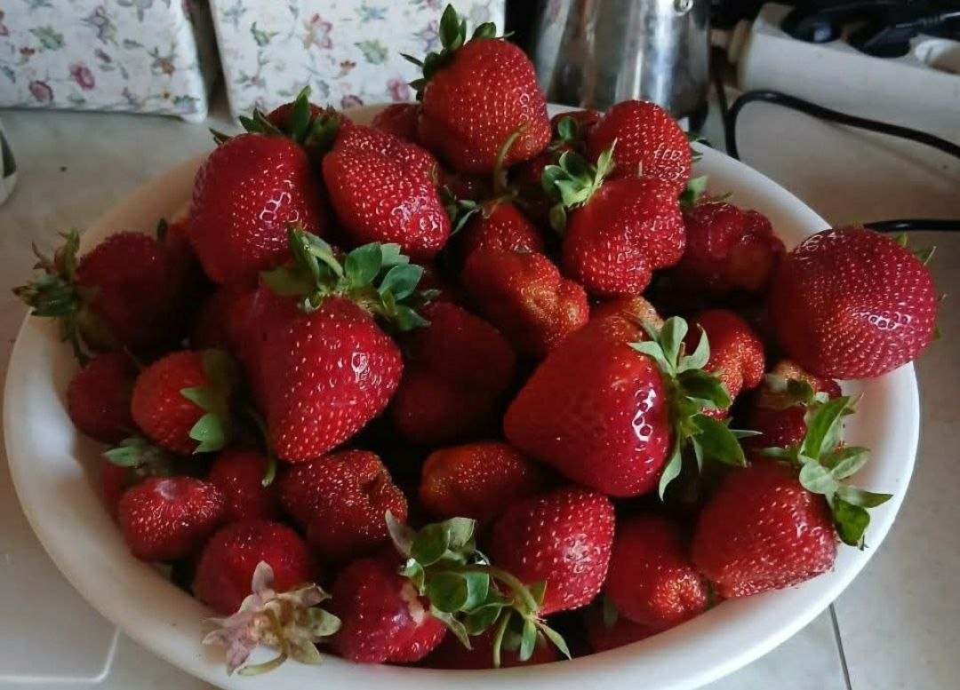 توت: فراولة، توت العليق البري، عنب الثعلب، توت أزرق — fresh — موسكو, روسيا
