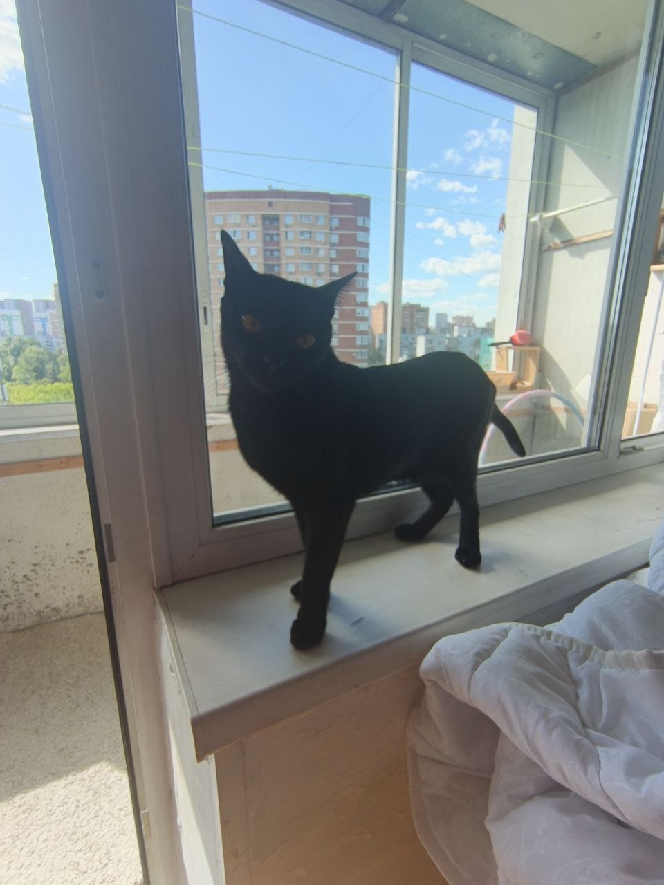 Black kitten/cat looking for a good home — Moscow, Russia