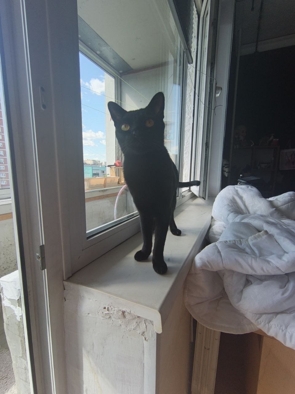Black kitten/cat looking for a good home — Moscow, Russia