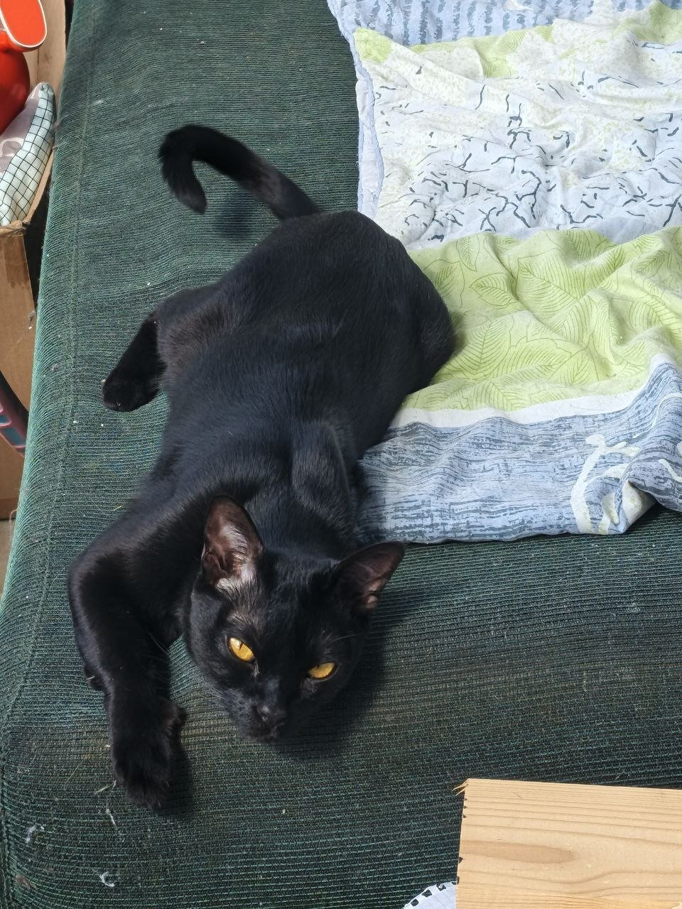 Black kitten/cat looking for a good home — Moscow, Russia