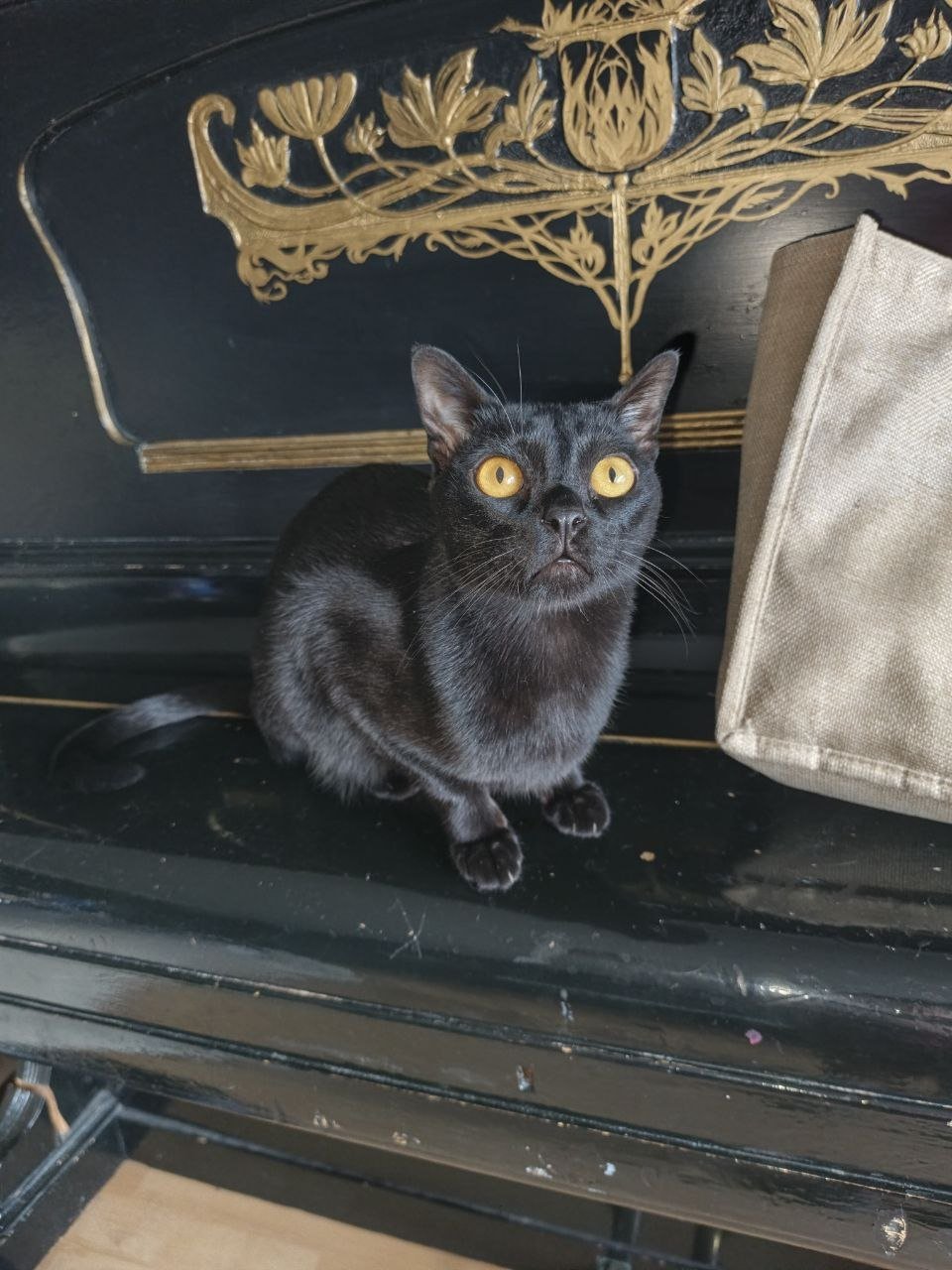 Black kitten/cat looking for a good home — Moscow, Russia