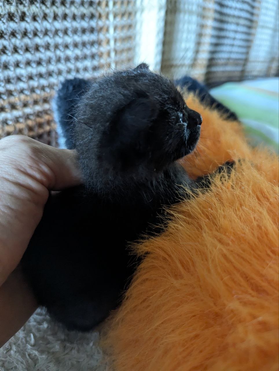 Black kitten looking for a loving home — Tbilisi, Georgia