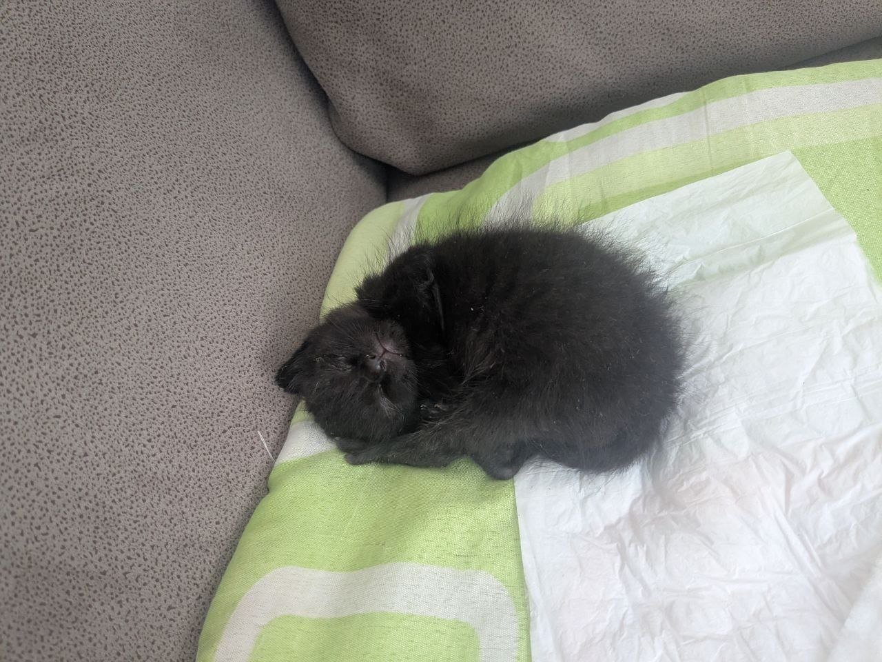 Black kitten looking for a loving home — Tbilisi, Georgia