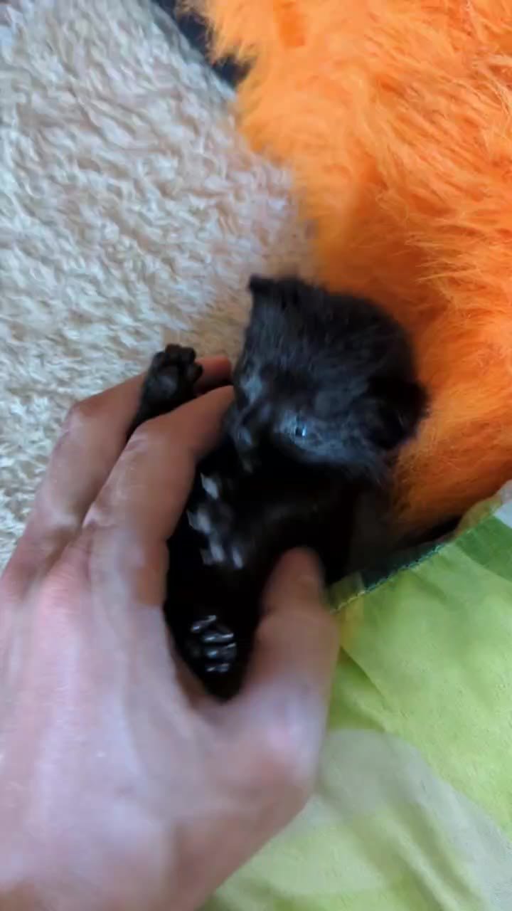 Black kitten looking for a loving home — Tbilisi, Georgia