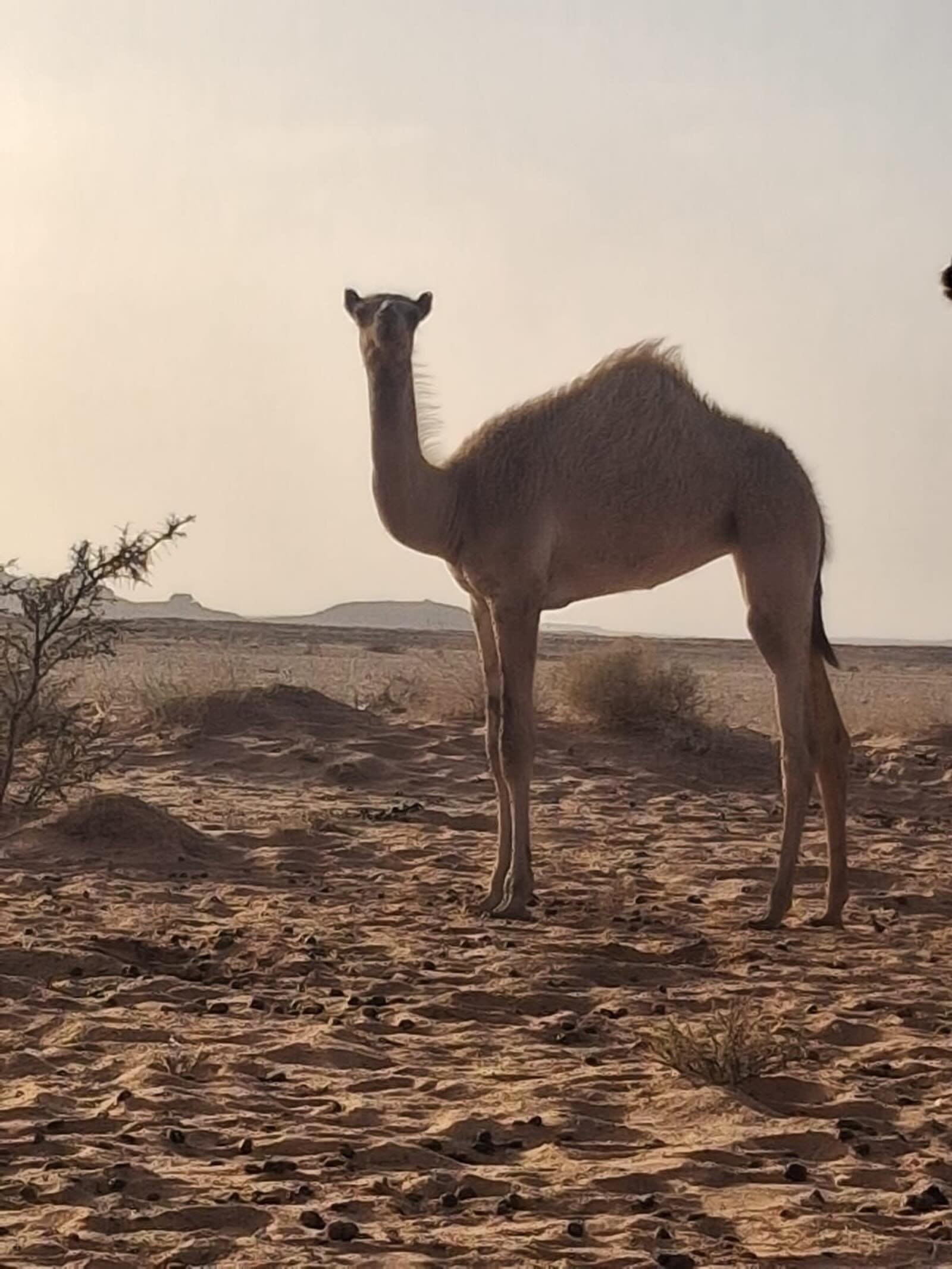 ناقة من تبوك — دبي, الإمارات