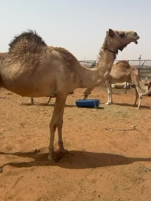 جمل للبيع — checked — دبي, الإمارات