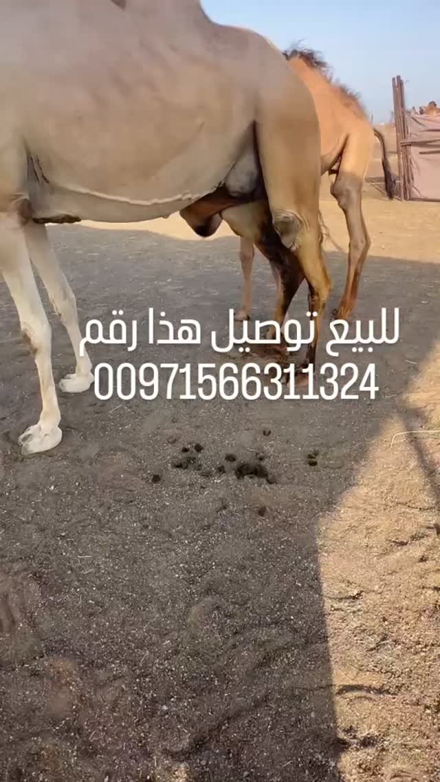 جمل للبيع (العين) — دبي, الإمارات جمل للبيع (العين) — سليم — دبي, الإمارات