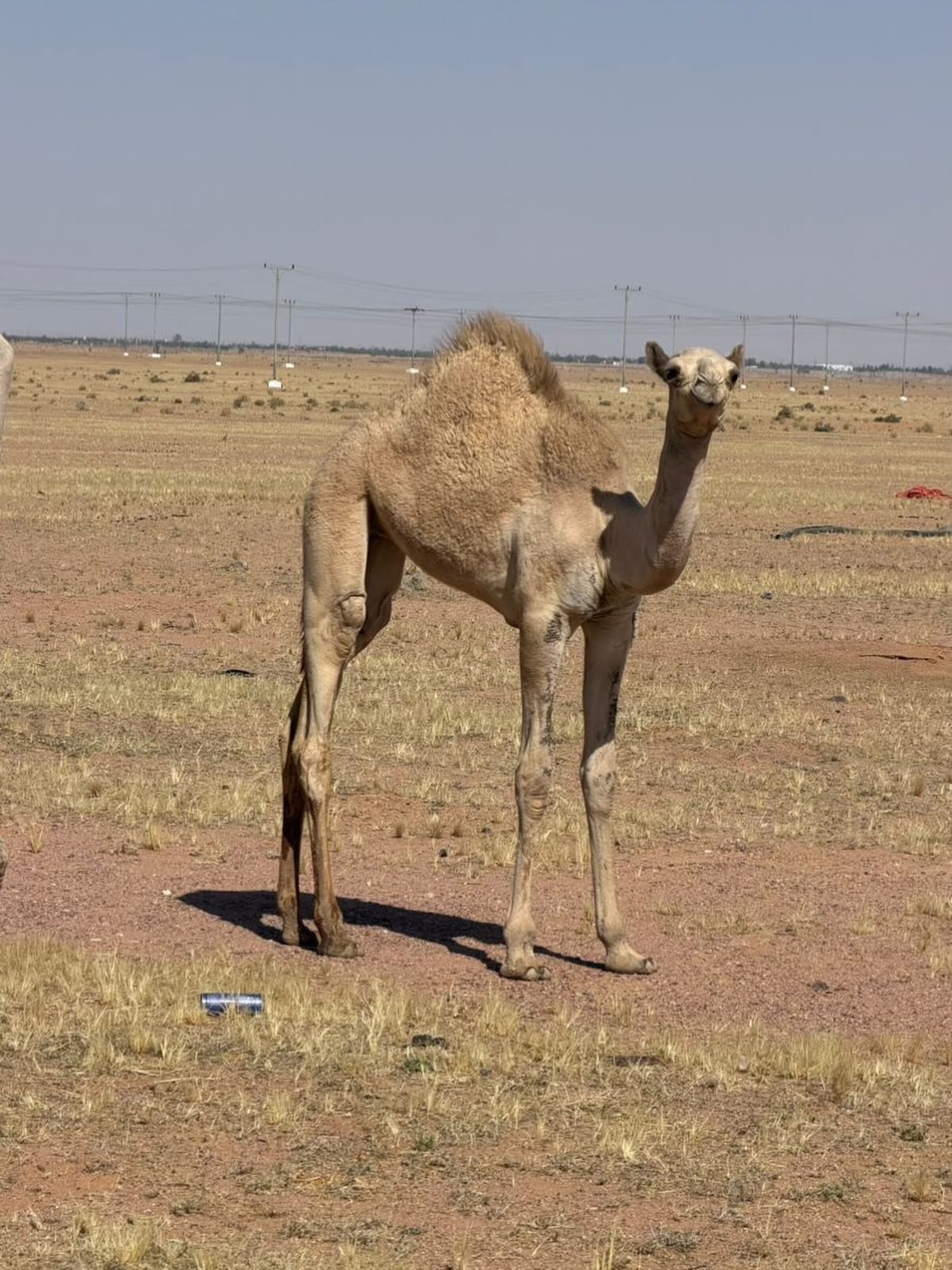 جمل من حائل — دبي, الإمارات