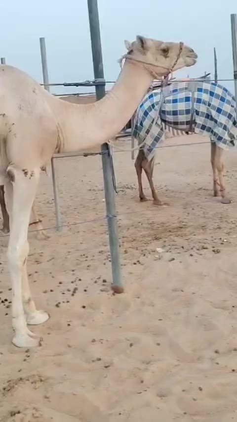 جمل (بعير قليص) في دبي — دبي, الإمارات