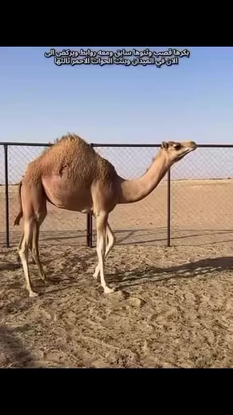جمل في نجران، ٣٢٬٠٠٠ — دبي, الإمارات