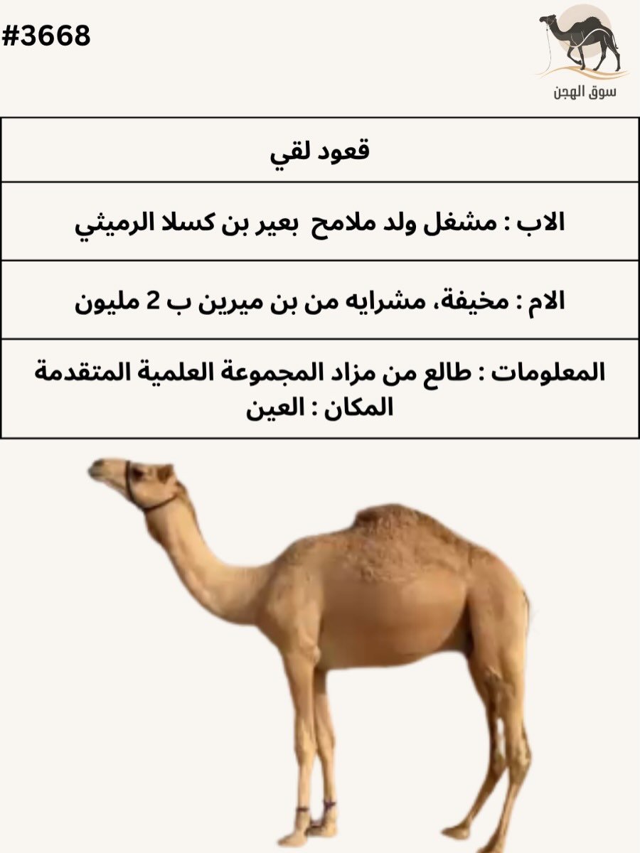 جمل (حيوان حي) — دبي, الإمارات جمل (حيوان حي) — دبي, الإمارات