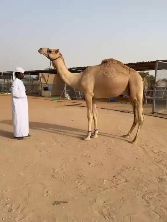 جمل (حيوان حي) — دبي, الإمارات