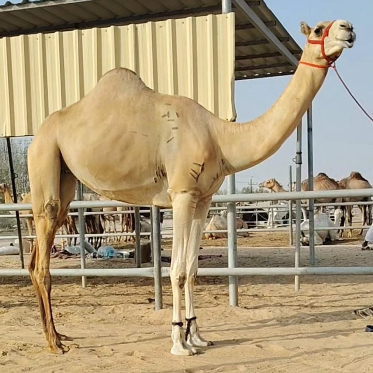 جمل سوداني في دبي — دبي, الإمارات