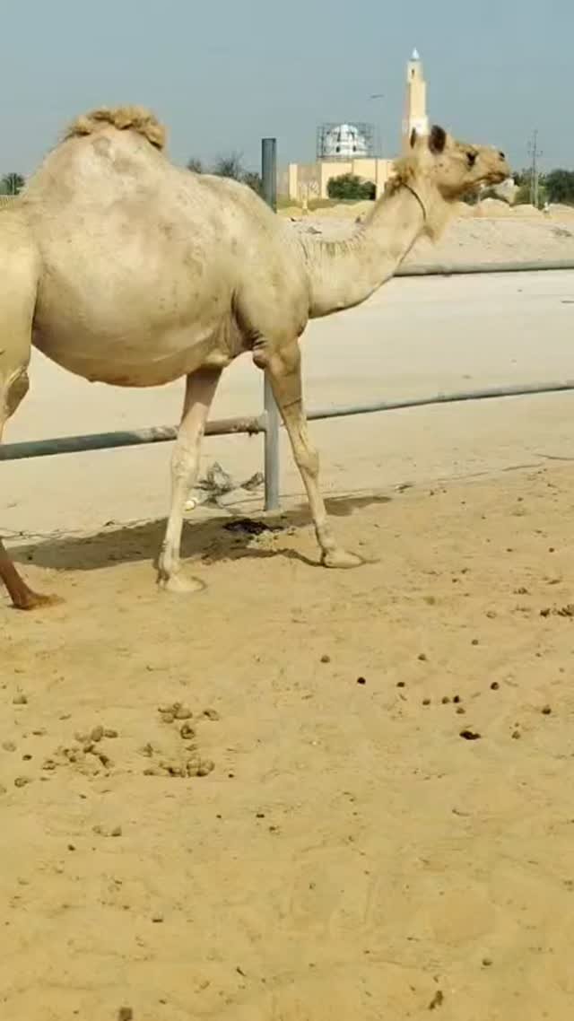 جمل (سوداني) في دبي — دبي, الإمارات جمل (سوداني) في دبي — دبي, الإمارات