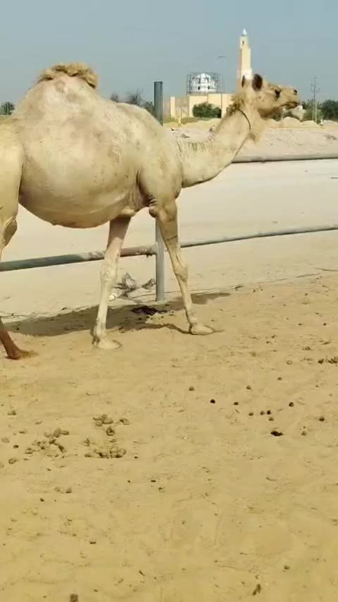 جمل (سوداني) في دبي — دبي, الإمارات