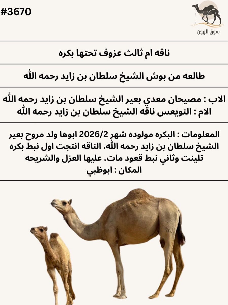 جمل مع صغير (رقم 3670) — دبي, الإمارات جمل مع صغير (رقم 3670) — دبي, الإمارات