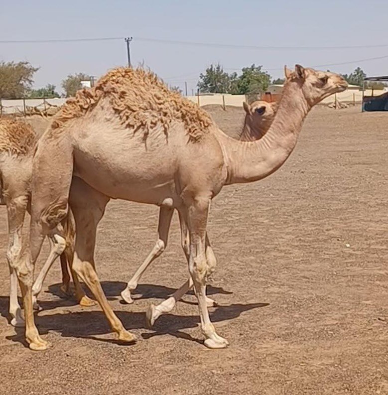 جمال للبيع (زوج) — دبي, الإمارات جمال للبيع (زوج) — دبي, الإمارات