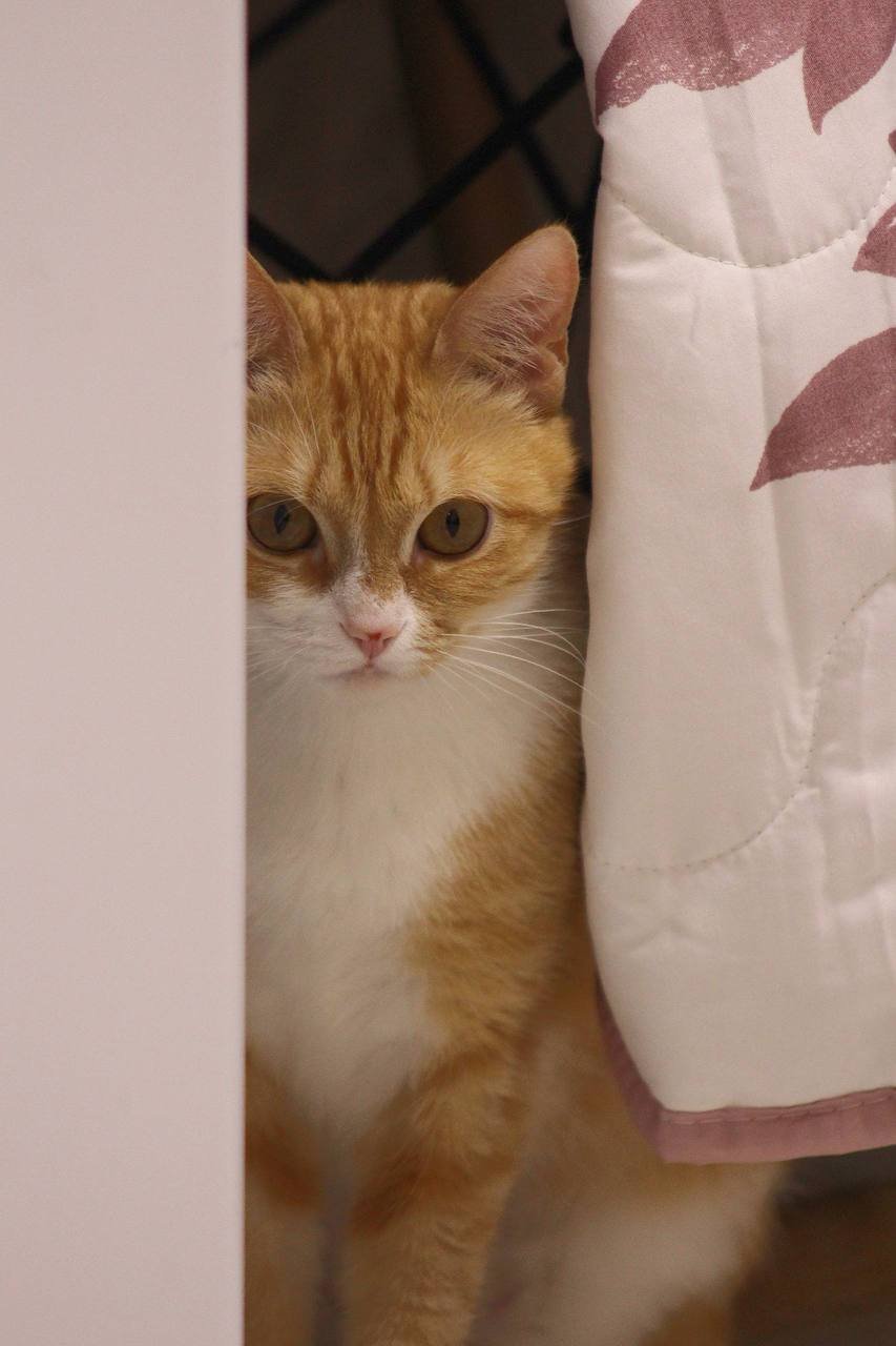 Gata 8-9 meses, esterilizada, vacunada, con pasaporte veterinario — San Petersburgo, Rusia Gata 8-9 meses, esterilizada, vacunada, con pasaporte veterinario — San Petersburgo, Rusia