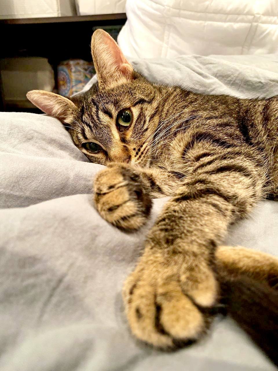 Cat Alfa looking for a home (Tbilisi) — spayed, vaccinated, microchipped — Tbilisi, Georgia