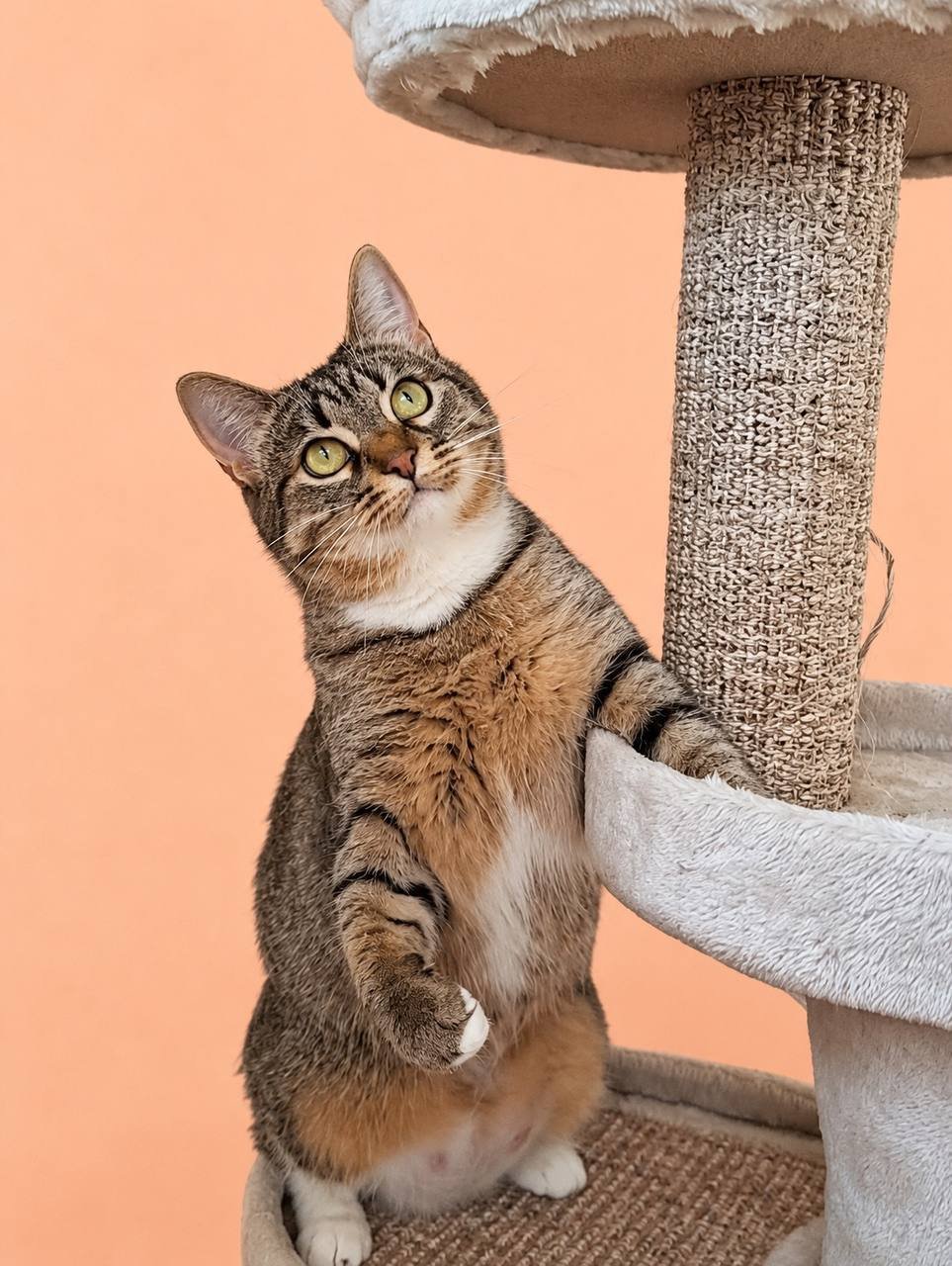 Gata Celine de 1,5 años, esterilizada, vacunada, busca hogar — Moscú, Rusia