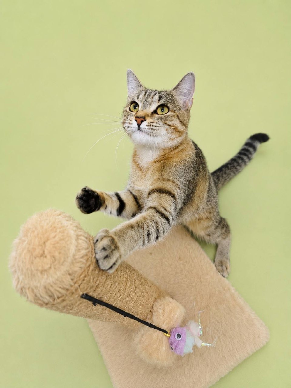 Gata Elia (10–11 meses), esterilizada, busca hogar — Moscú, Rusia Gata Elia (10–11 meses), esterilizada, busca hogar — Moscú, Rusia
