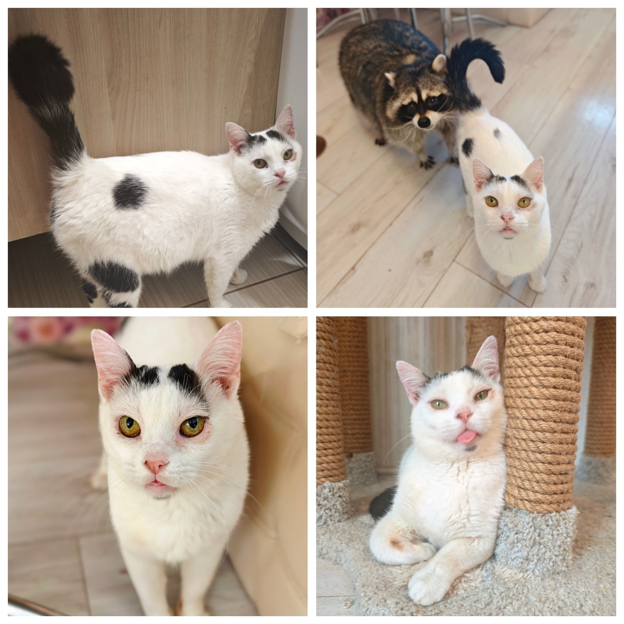 Cat for adoption, sterilized, Moscow — Moscow, Russia Cat for adoption, sterilized, Moscow — Moscow, Russia