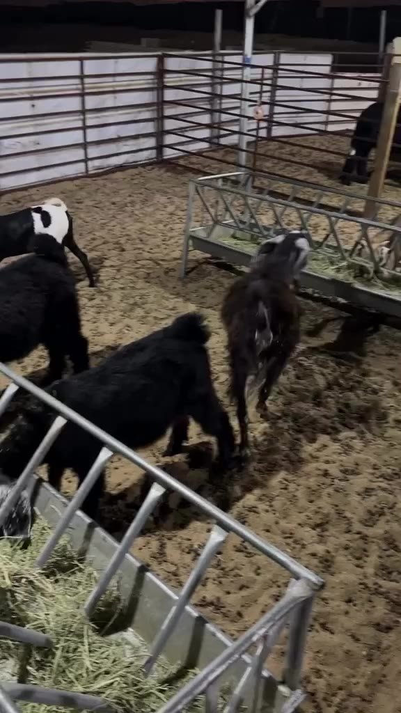 Cattle for slaughter, 5 head, 3-4 months — Abu Dhabi, UAE