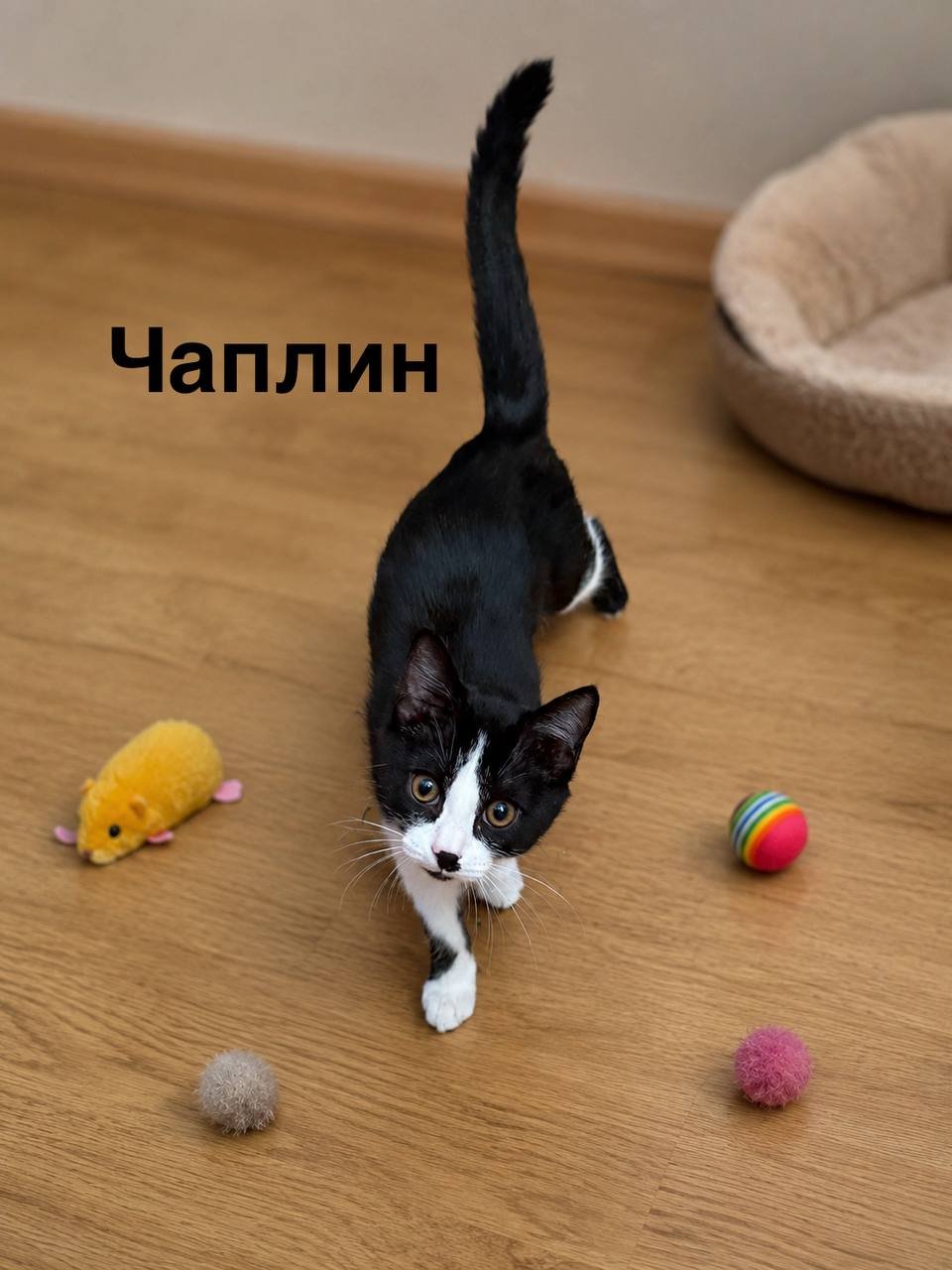 Gato Chaplin, vacunado, usa la caja — Yerevan, Armenia