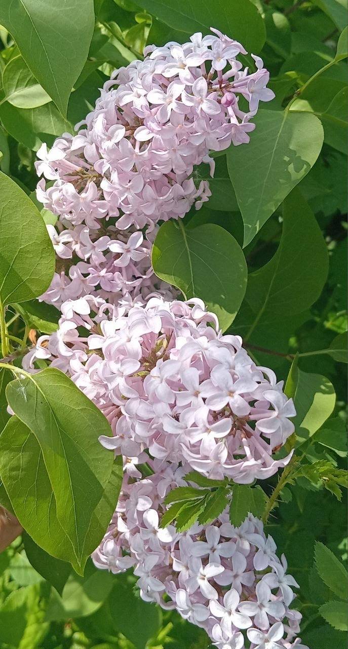 Common lilac: seedling/branch, height from 60 cm (bare-root) — Moscow, Russia Common lilac: seedling/branch, height from 60 cm (bare-root) — Moscow, Russia