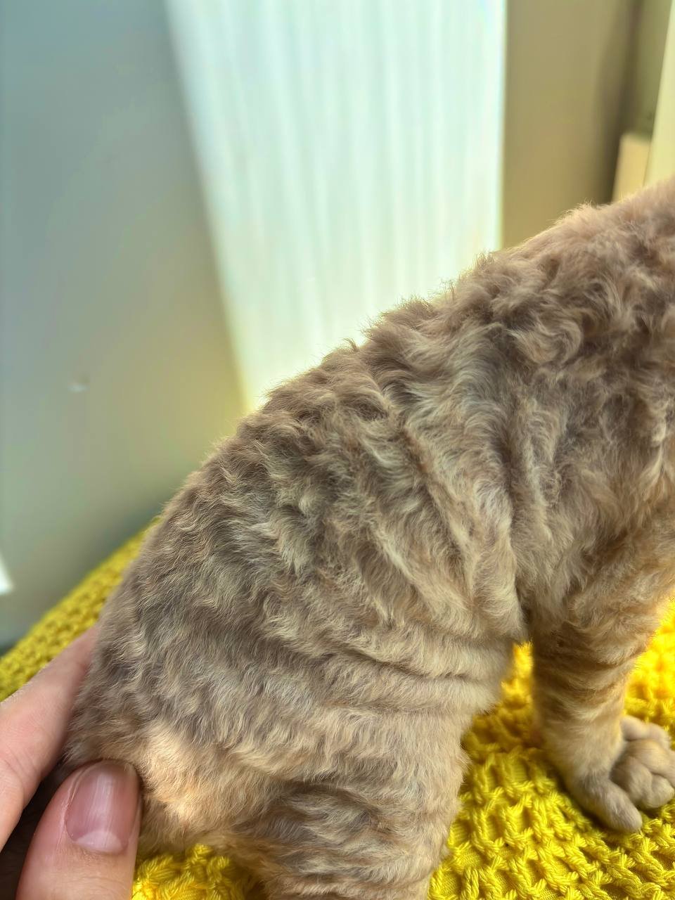 Cachorros de Devon Rex (hembras) buscan familia — San Petersburgo, Rusia