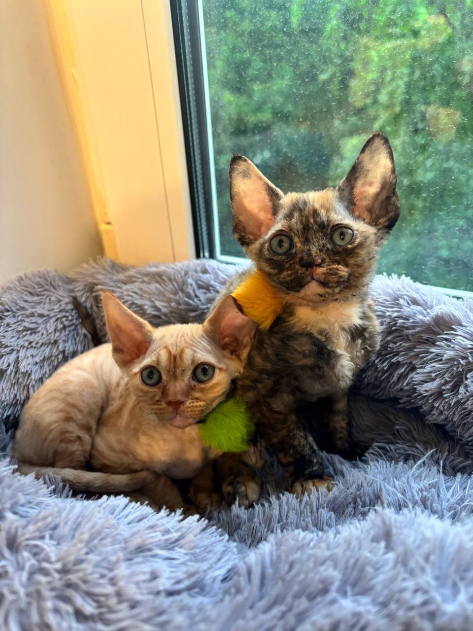 Cachorros de Devon Rex (hembras) buscan familia — San Petersburgo, Rusia