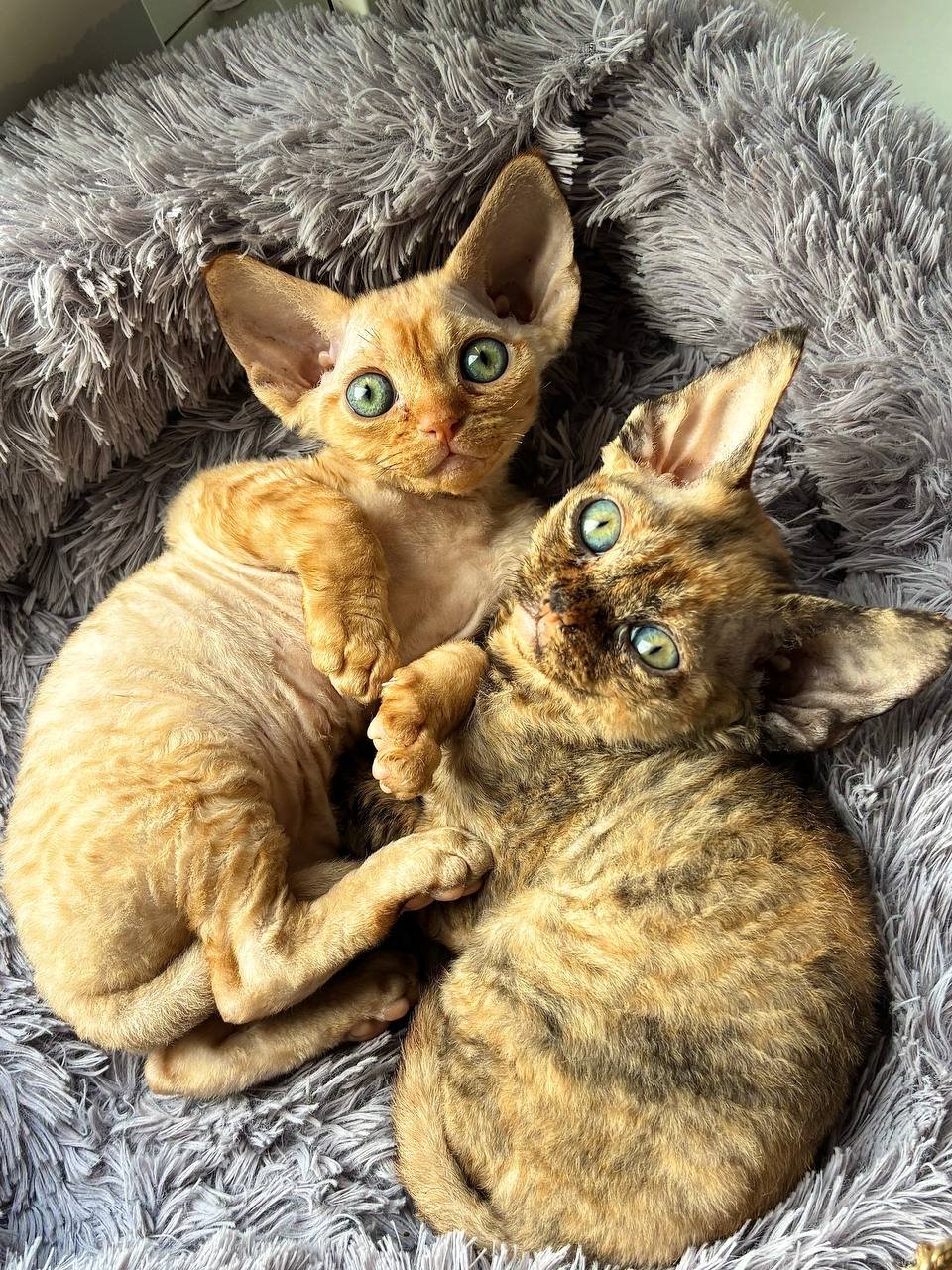 Cachorros de Devon Rex (hembras) buscan familia — San Petersburgo, Rusia