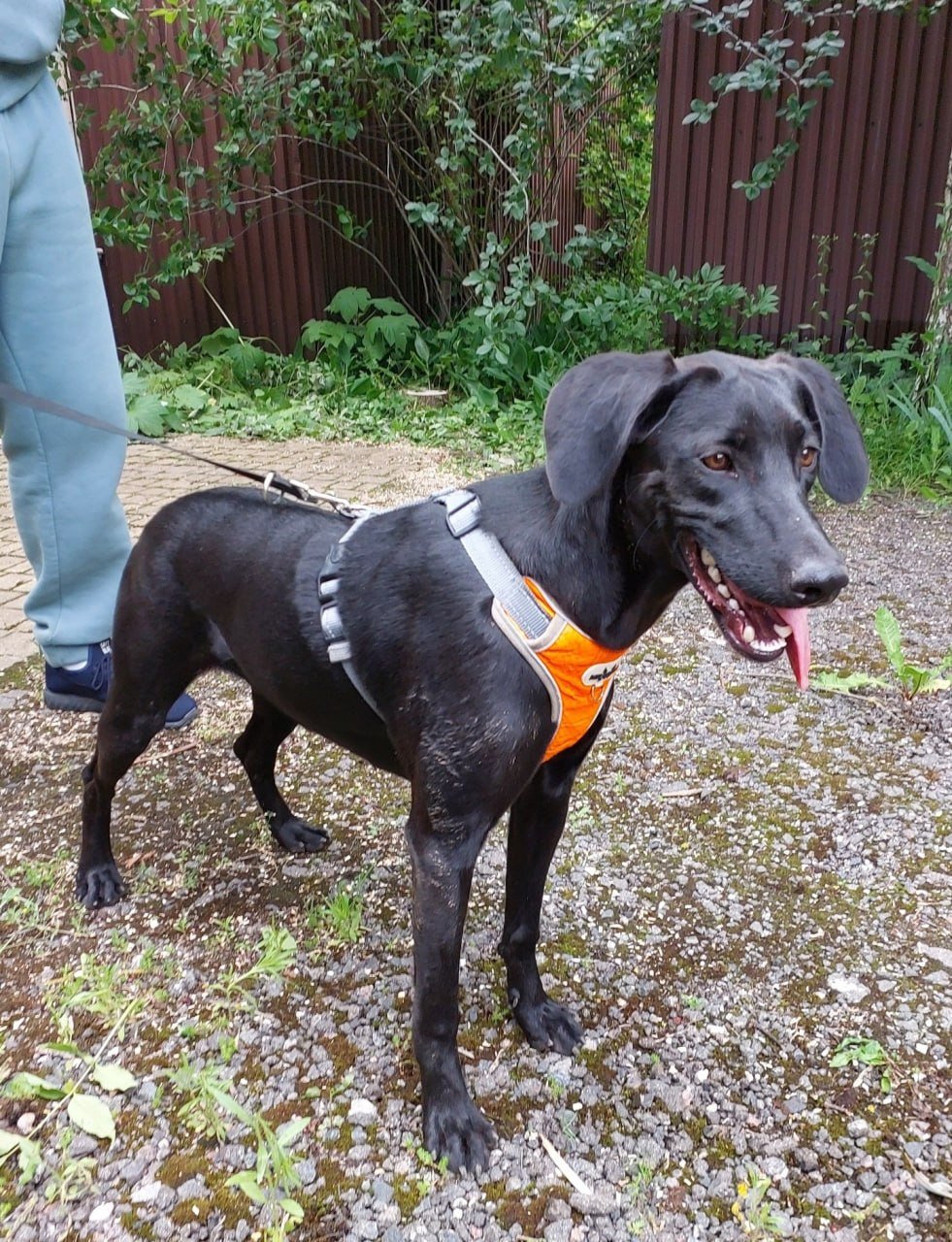 Dog Lora (pointer mix), about 1 year old, Moscow — spayed and vaccinated — Moscow, Russia