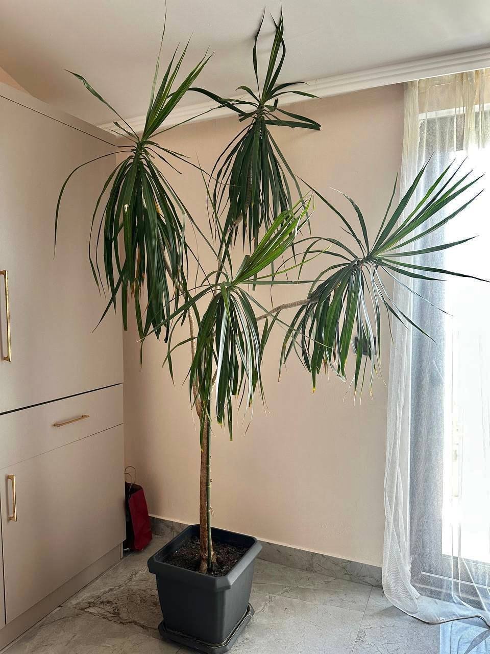 Dracaena Marginata (árbol del dragón) ~200 cm en maceta — Alanya, Turquía