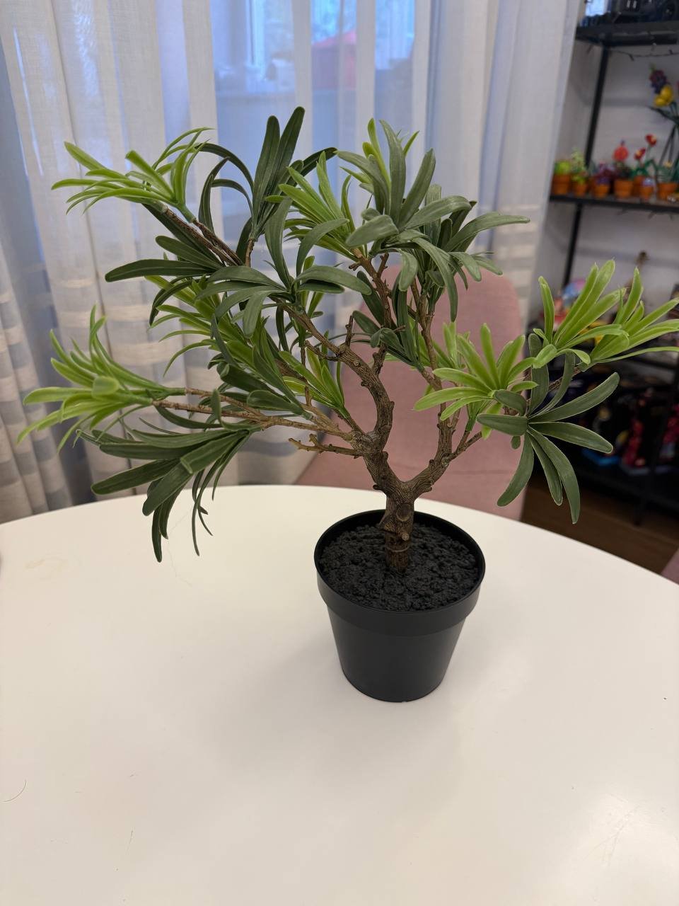 Árbol Emmezeta Podokarp (artificial) — Belgrado, Serbia