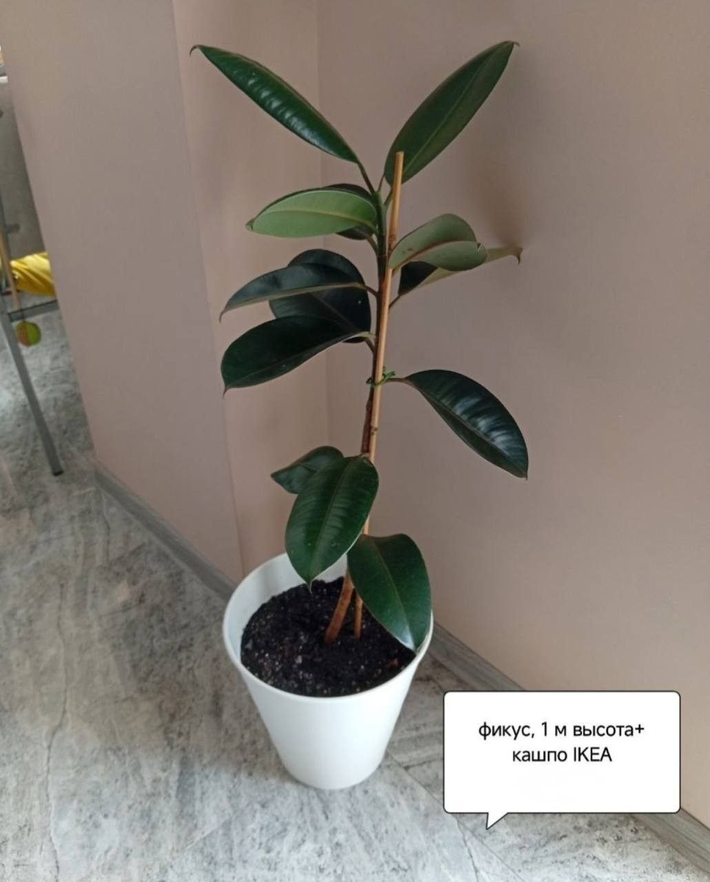 Ficus elastica 1 m with IKEA pot, Batumi — Batumi, Georgia