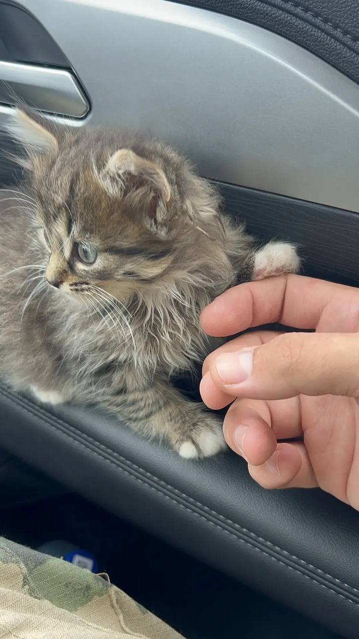Free kitten (female) — Moscow, Russia