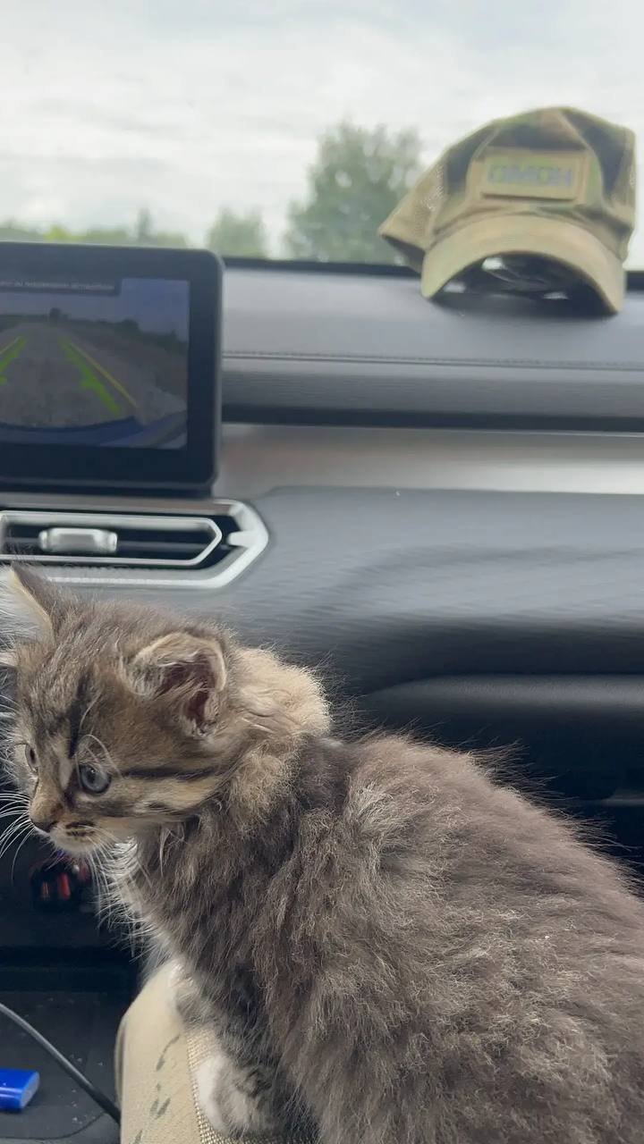 Free kitten (female) — Moscow, Russia