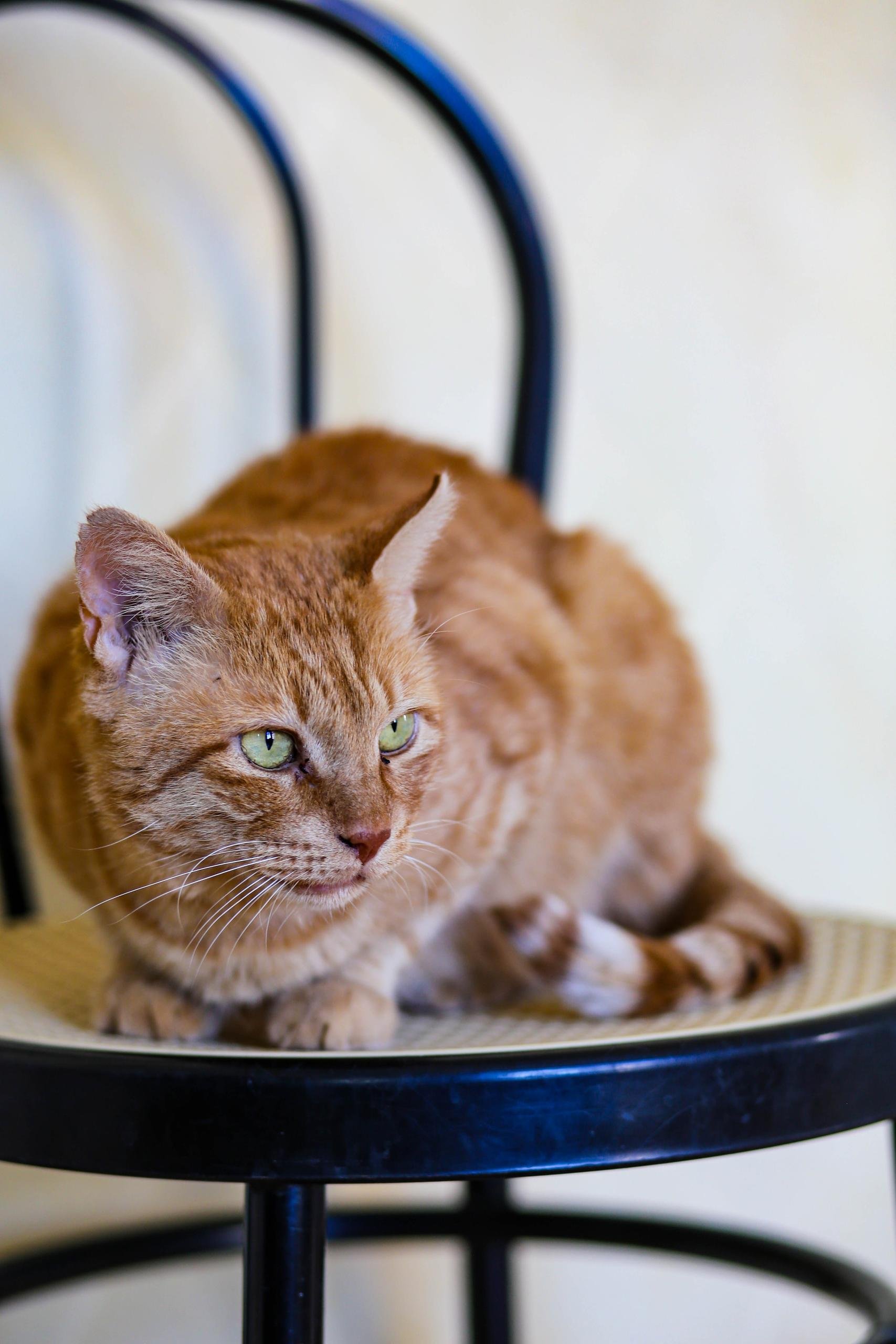 Gato busca hogar (≈4 años) — Batumi, Georgia