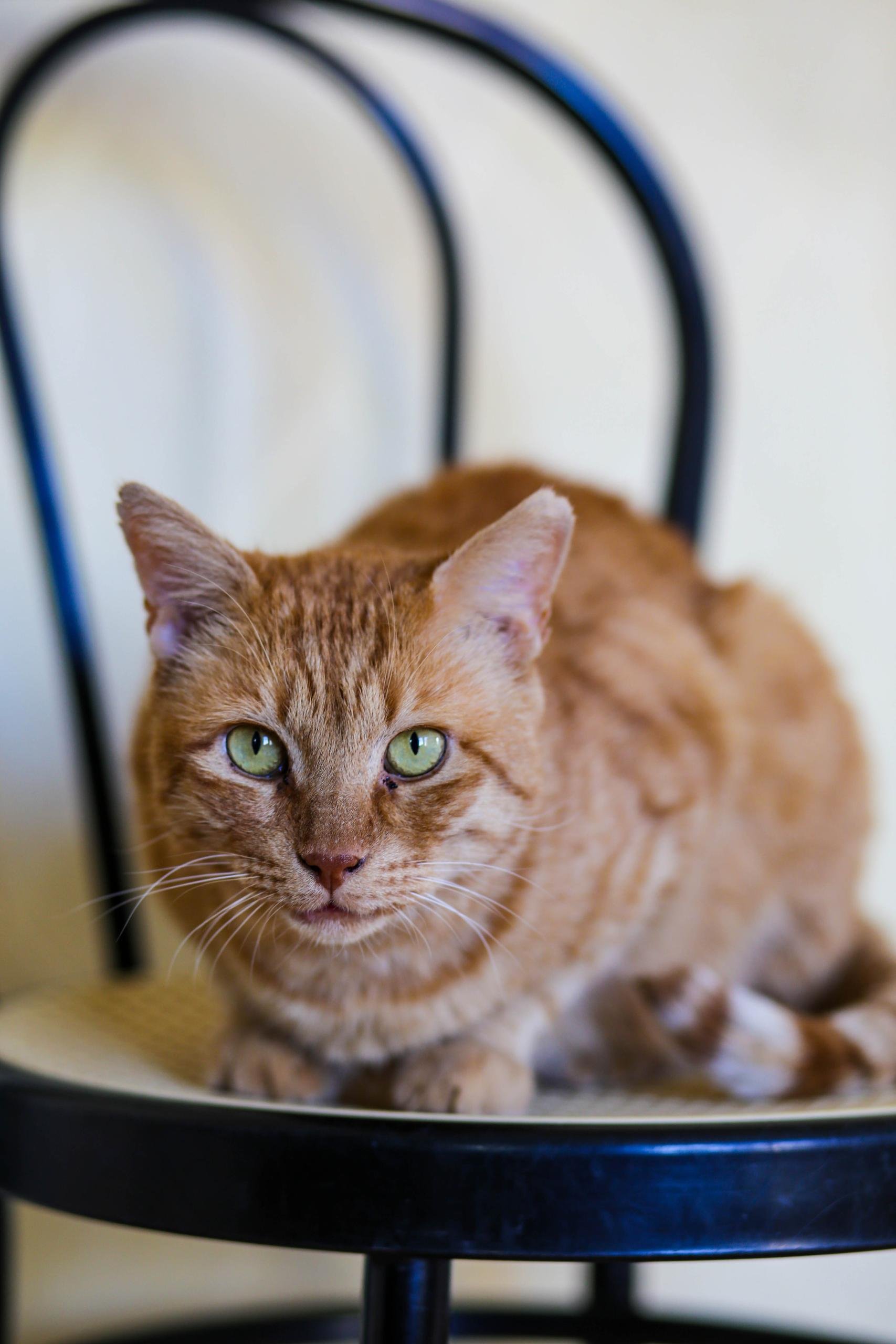 Goudini cat looking for a home (about 4 years) — healthy (neck abscess treated) — Tbilisi, Georgia