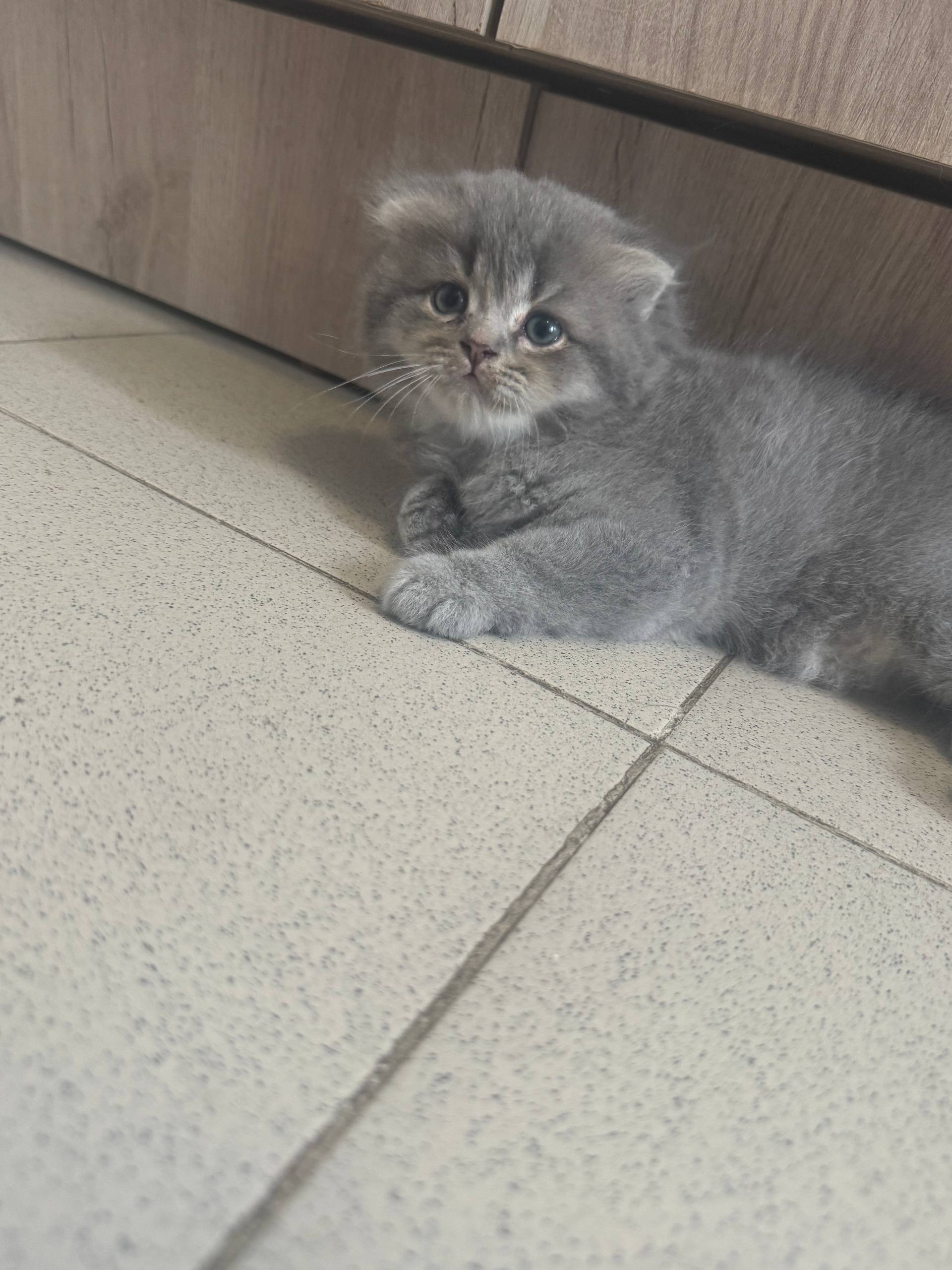 Gray boy kittens, litter trained, 7000 — healthy — Moscow, Russia