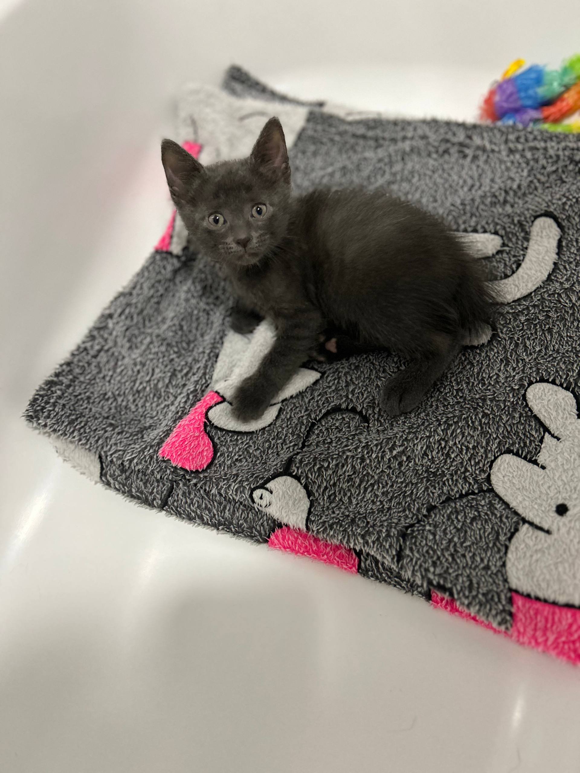 Gatito macho gris de 8 semanas busca familia — Moscú, Rusia
